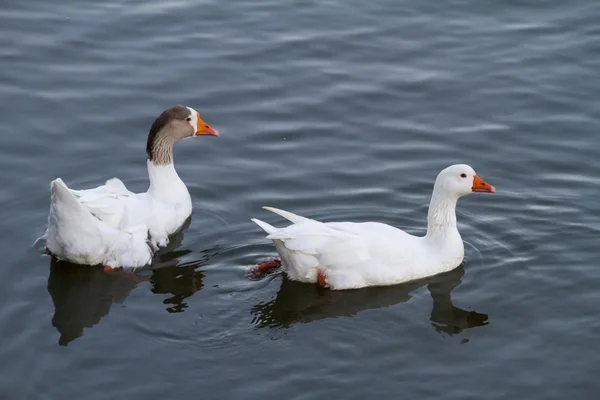 两个白色的鸭子在池塘里游泳 — 图库照片