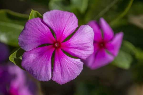 Beautiful purple Periwinkle flower — Stock Photo, Image