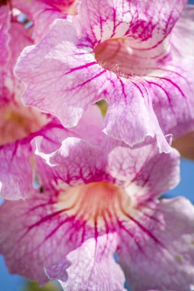 Beautiful pink Freesia flowers — Stock Photo, Image