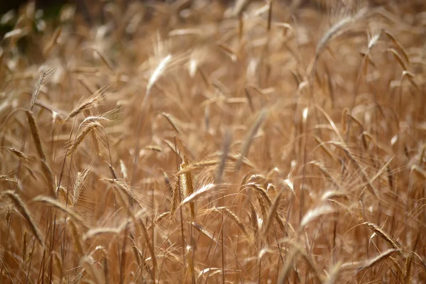 Roggen landwirtschaftlich. — Stockfoto