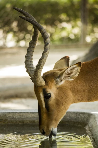 Impala Antilope Trinkwasser — Stockfoto