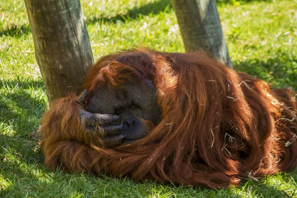 リラックスしたオランウータンの類人猿 — ストック写真