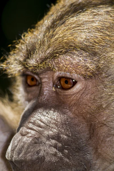 Hamadryas baboon (Papio hamadryas) — Stock Photo, Image