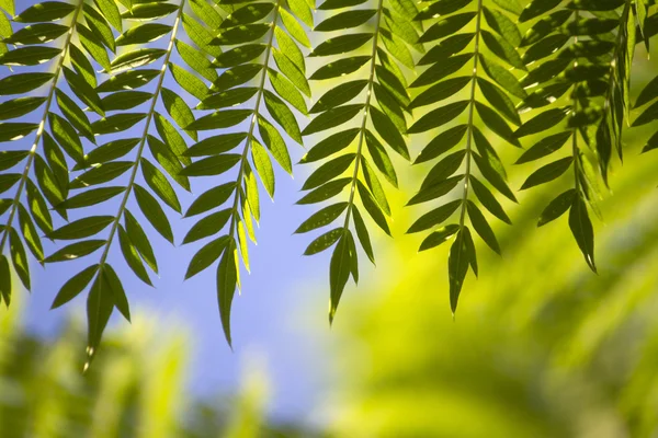 Even pinnate leaflets type of tree leaf — Stock Photo, Image