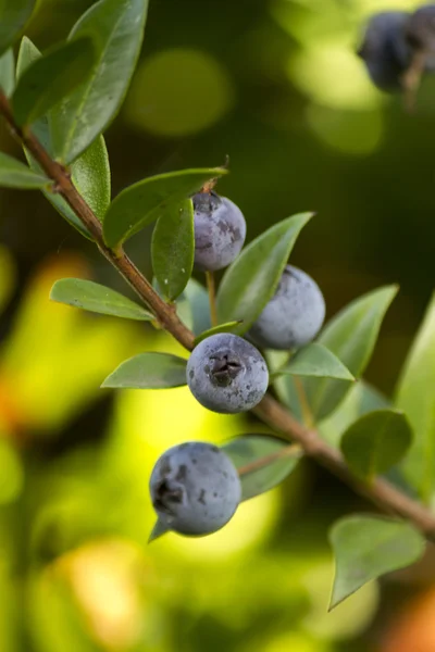 Mirto (mirto) bayas de frutas — Foto de Stock