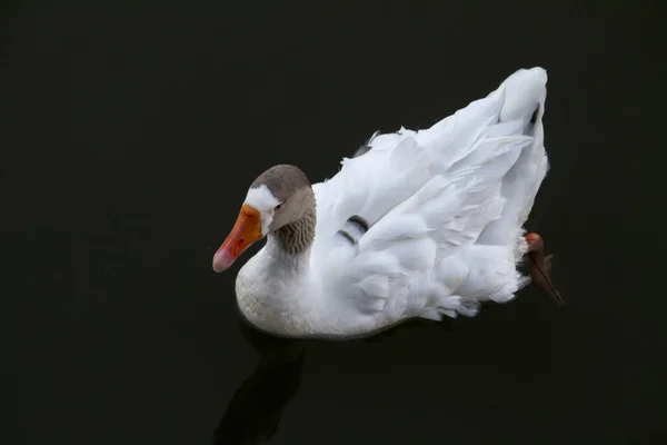 Белая утка, плавающая на пруду . — стоковое фото