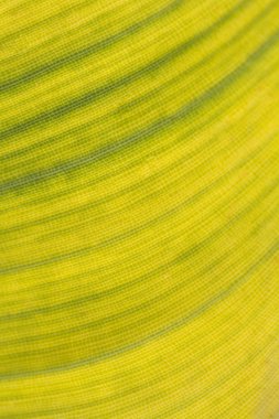 Soyut makro arka plan bir yaprak