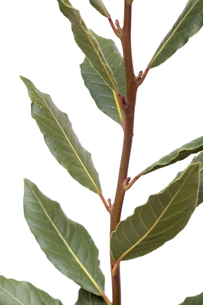 Leaf of sweet bay laurel — Stock Photo, Image