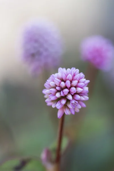 Bela flor de lírio drummondii — Fotografia de Stock