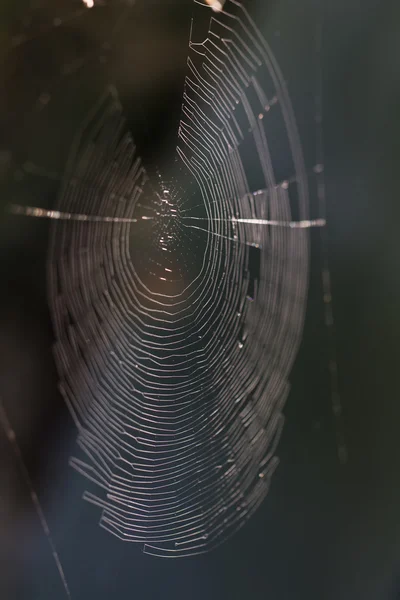 Makro pavučina v přírodě — Stock fotografie