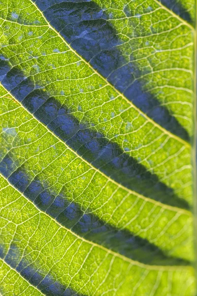 Abstract macro background of a leaf — Stock Photo, Image