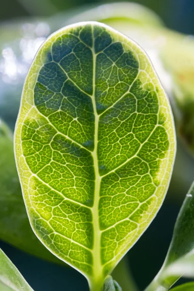 Abstract macro background of a leaf — Stock Photo, Image