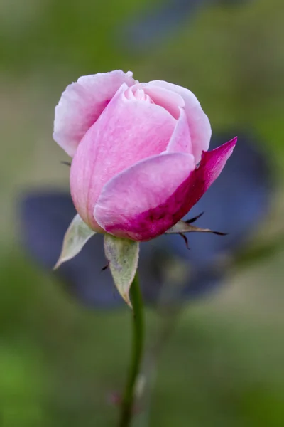 Schöne rosa Rose auf einem Garten — Stockfoto