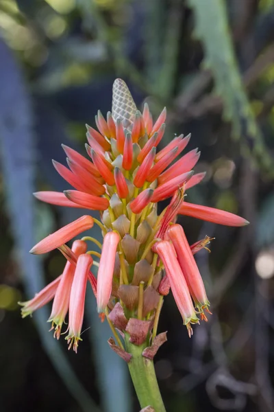 Beautiful aloe vera flower bud. — Stock Photo, Image