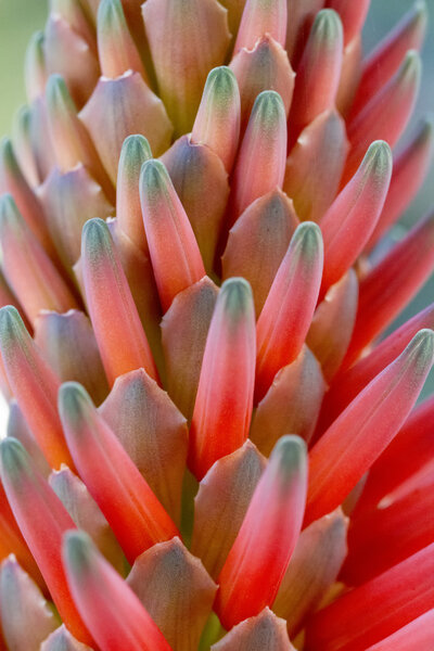 beautiful aloe vera flower bud.