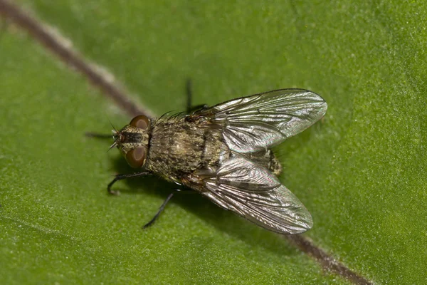 Fly on top of a leaf in nature. — Stock Photo, Image