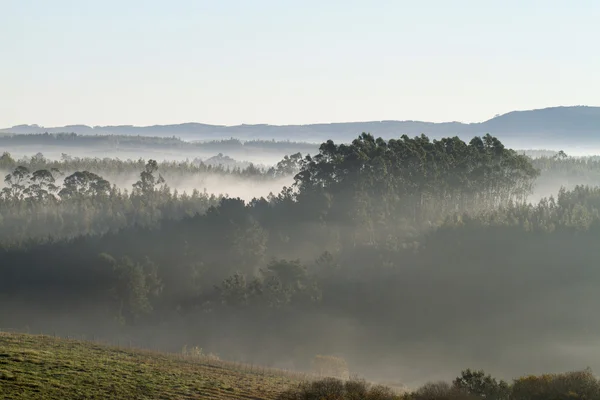 Krásný výhled na ranní mlhy — Stock fotografie