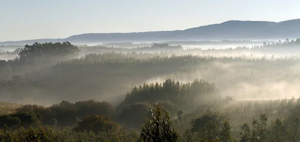 Krásný výhled na ranní mlhy — Stock fotografie