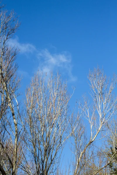 Ramos de árvore nua contra um céu azul — Fotografia de Stock