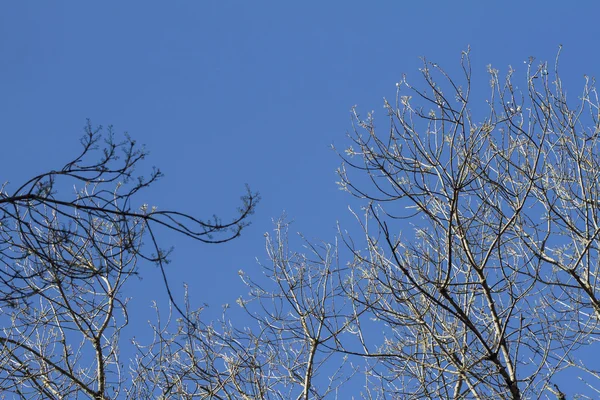 Çıplak ağaç dalları mavi gökyüzü karşı — Stok fotoğraf