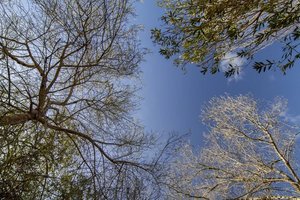 Ramas de árboles desnudos contra un cielo azul —  Fotos de Stock