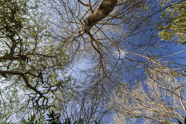 Ramos de árvore nua contra um céu azul — Fotografia de Stock