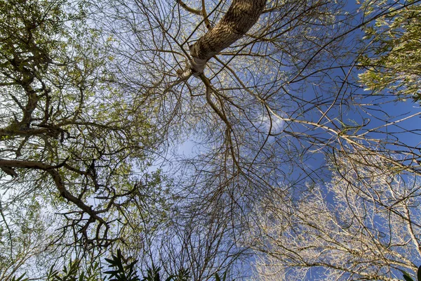 Bare tree branches against a blue sky — Stock Photo, Image