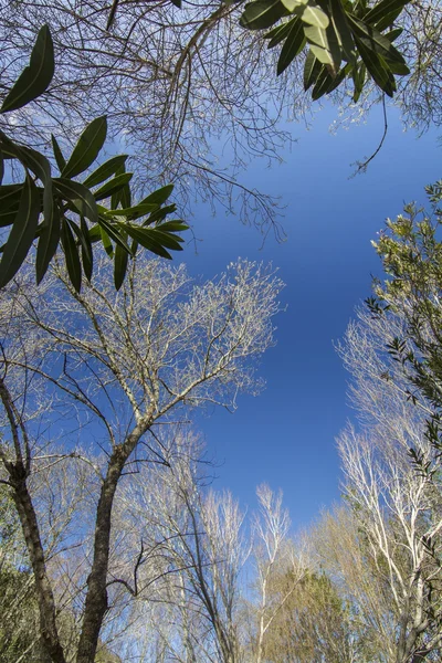 Branches d'arbres nus contre un ciel bleu — Photo