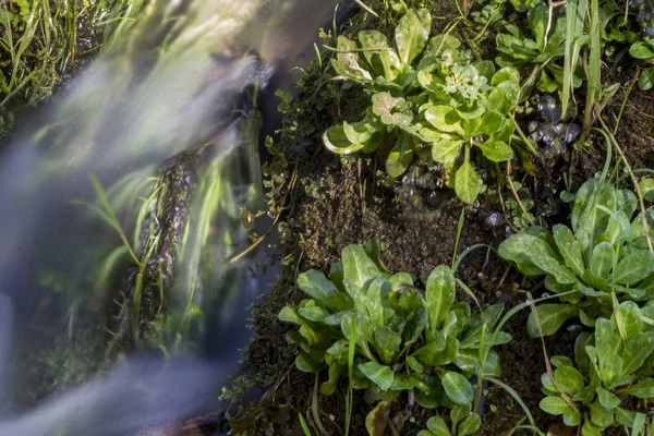 Fluxo fresco de água — Fotografia de Stock