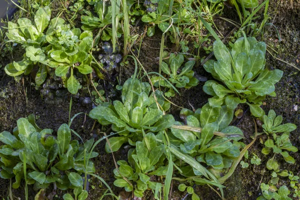 Plantes fraîches humides sur la forêt — Photo