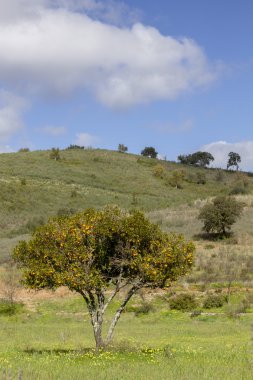 Portekiz Algarve bölgesinin kırsal üzerinde tek portakal ağacı