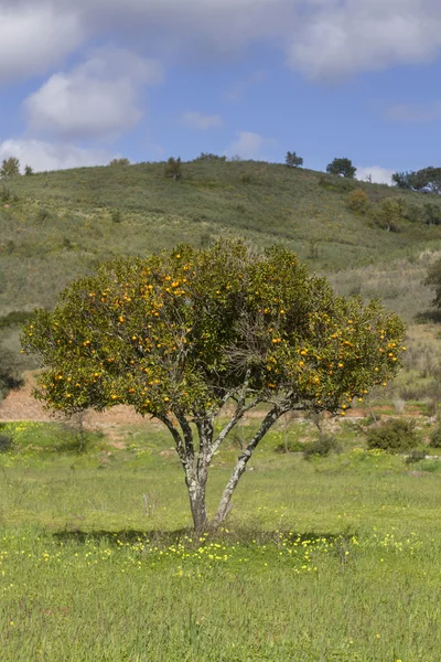 Single orange tree on the countryside of the Algarve region, Portugal — Stock Photo, Image