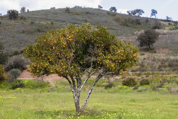 Jeden oranžový strom v krajině regionu Algarve, Portugalsko — Stock fotografie