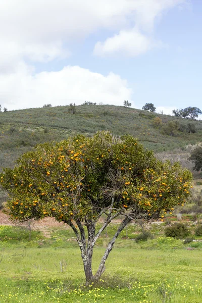Single orange tree on the countryside of the Algarve region, Portugal — Stock Photo, Image