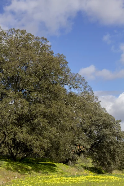 Johannisbrotbäume in der Frühlingslandschaft der Algarve, Portugal — Stockfoto