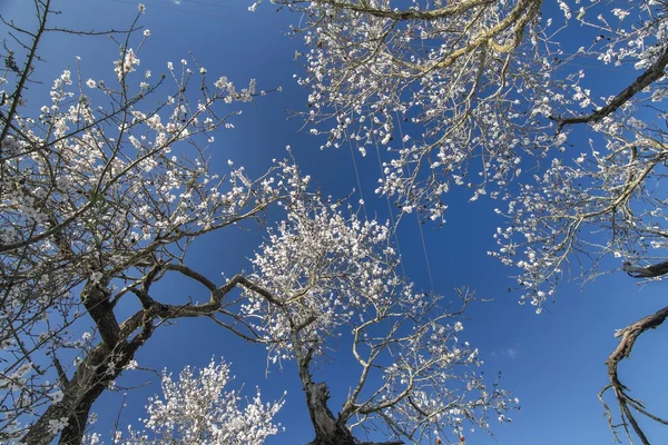 Beautiful view of almond trees — Stock Photo, Image