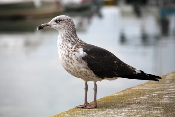 Gaviota solitaria en los muelles contemplando el océano — Foto de Stock