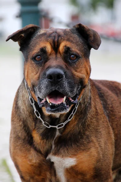 Velho cão de guarda doméstico — Fotografia de Stock