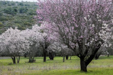 Badem ağaçları güzel görünümü