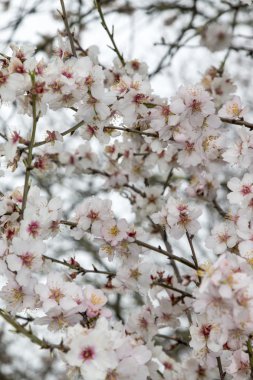 Doğada tam Bloom badem ağaçları