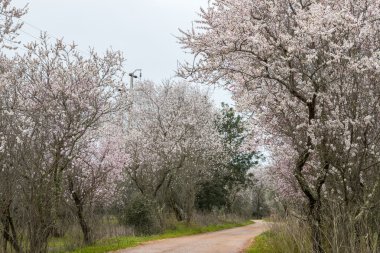 Badem ağaçları güzel görünümü