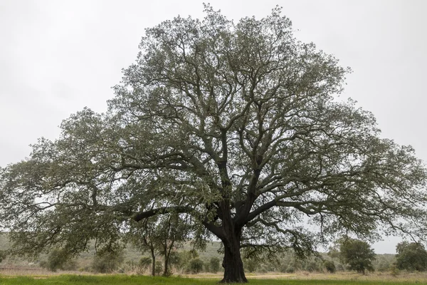 Large holm oak tree in nature — Stock Photo, Image