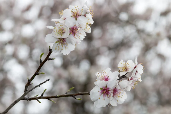 Almond trees in full bloom in nature — Stock Photo, Image