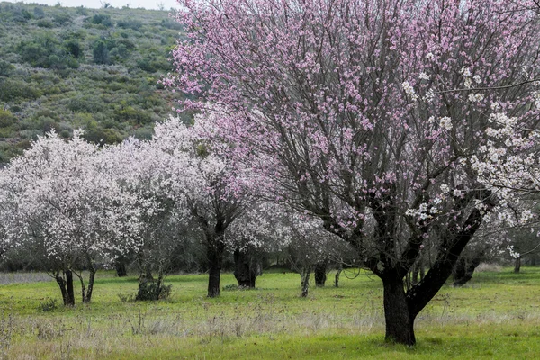 Beautiful view of almond trees