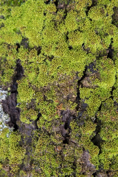 Текстура дерева з зеленим мохом — стокове фото