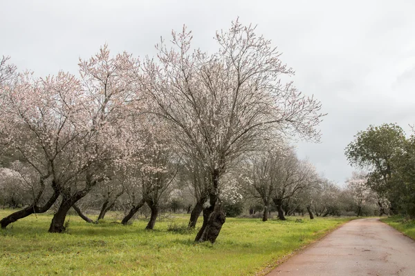 Beautiful view of almond trees — Stock Photo, Image