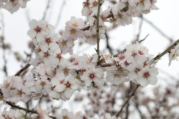 Doğada tam Bloom badem ağaçları — Stok fotoğraf