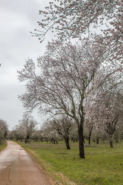 Beautiful view of almond trees — Stock Photo, Image