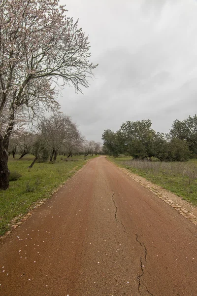 Beautiful view of almond trees — Stock Photo, Image