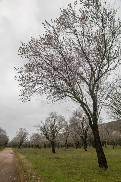 Prachtig uitzicht van amandel bomen — Stockfoto